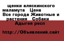 щенки аляскинского маламута › Цена ­ 20 000 - Все города Животные и растения » Собаки   . Адыгея респ.